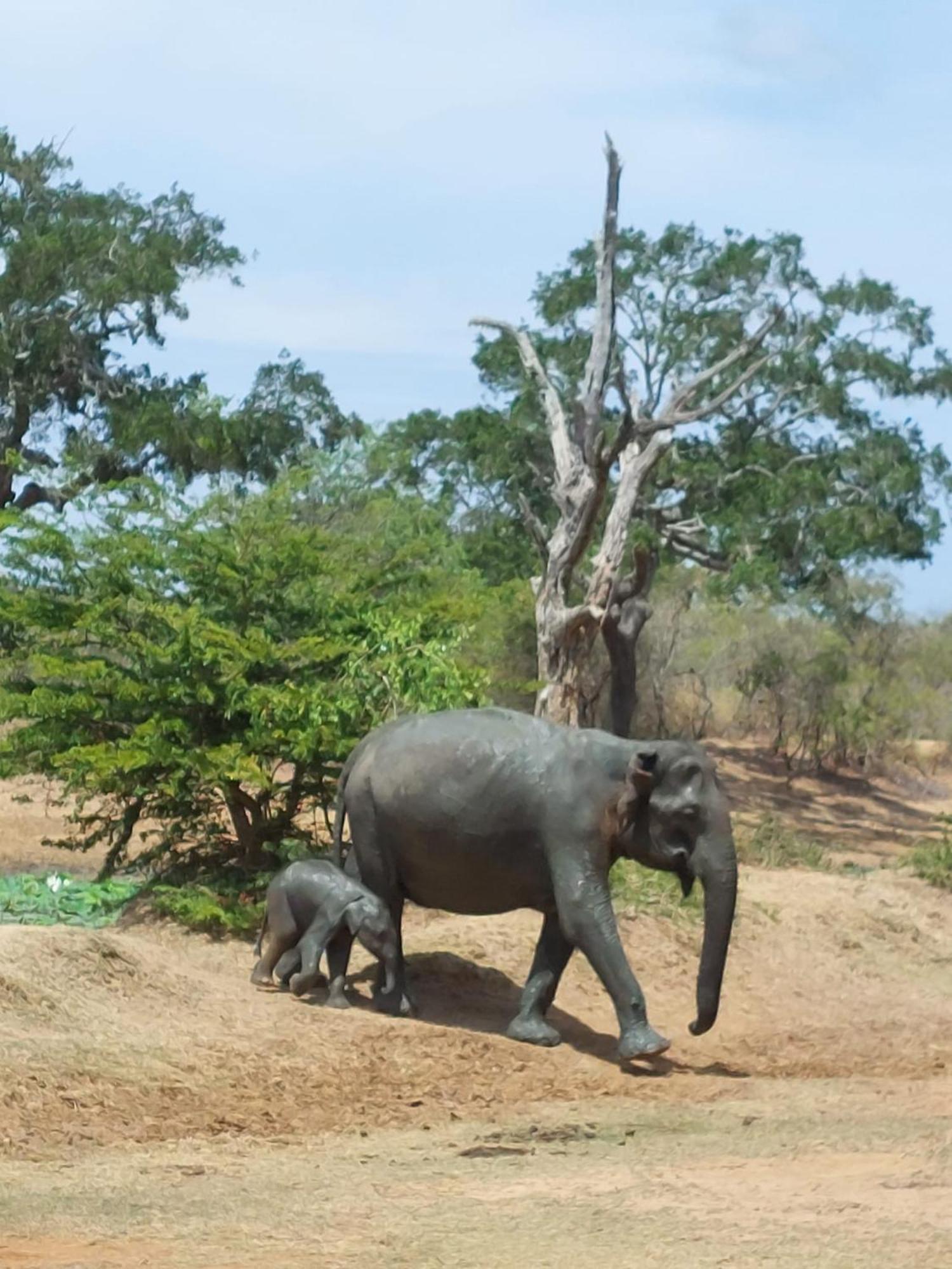 Suduweli Beauties Of Nature - Yala Kirinda  Exteriör bild