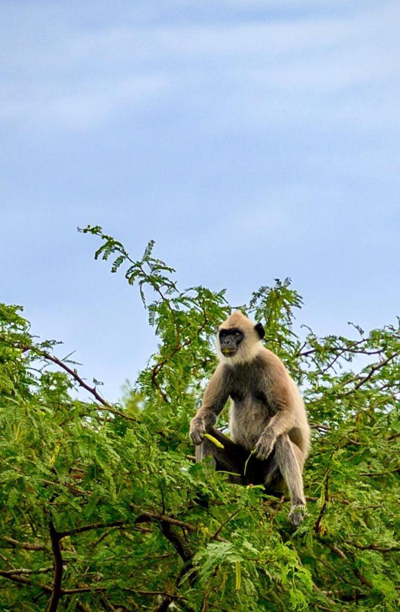 Suduweli Beauties Of Nature - Yala Kirinda  Exteriör bild